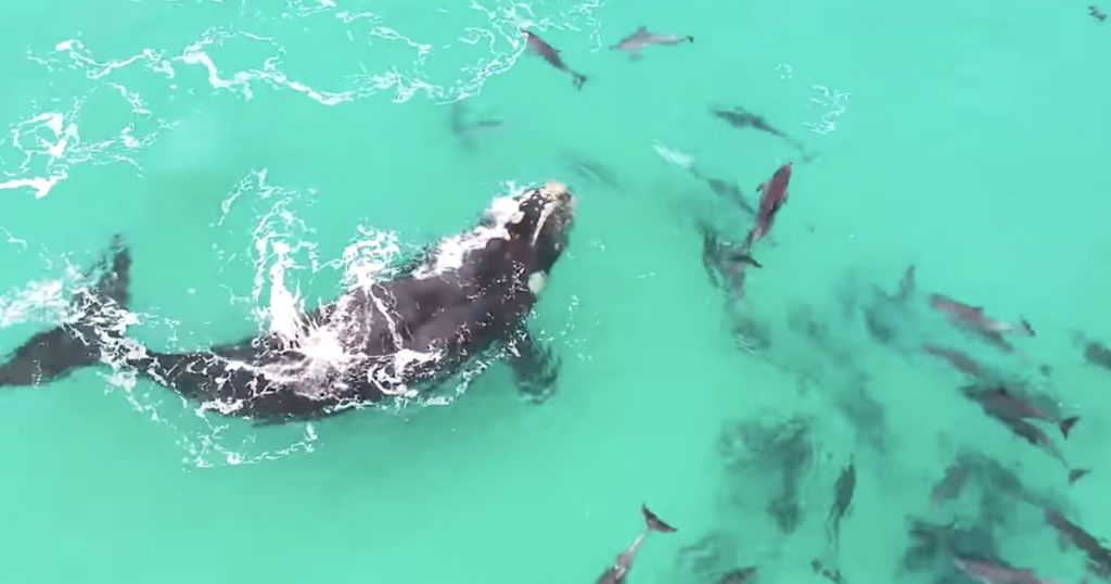 Imagine subacvatică vibrantă a unei balene cu cocoașă și a unui delfin cu bot gros, ilustrând prietenia secretă balene delfini și interacțiunile lor complexe și jucăușe în habitatul natural.
